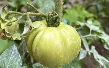 comment avoir des tomates deux fois plus grosses