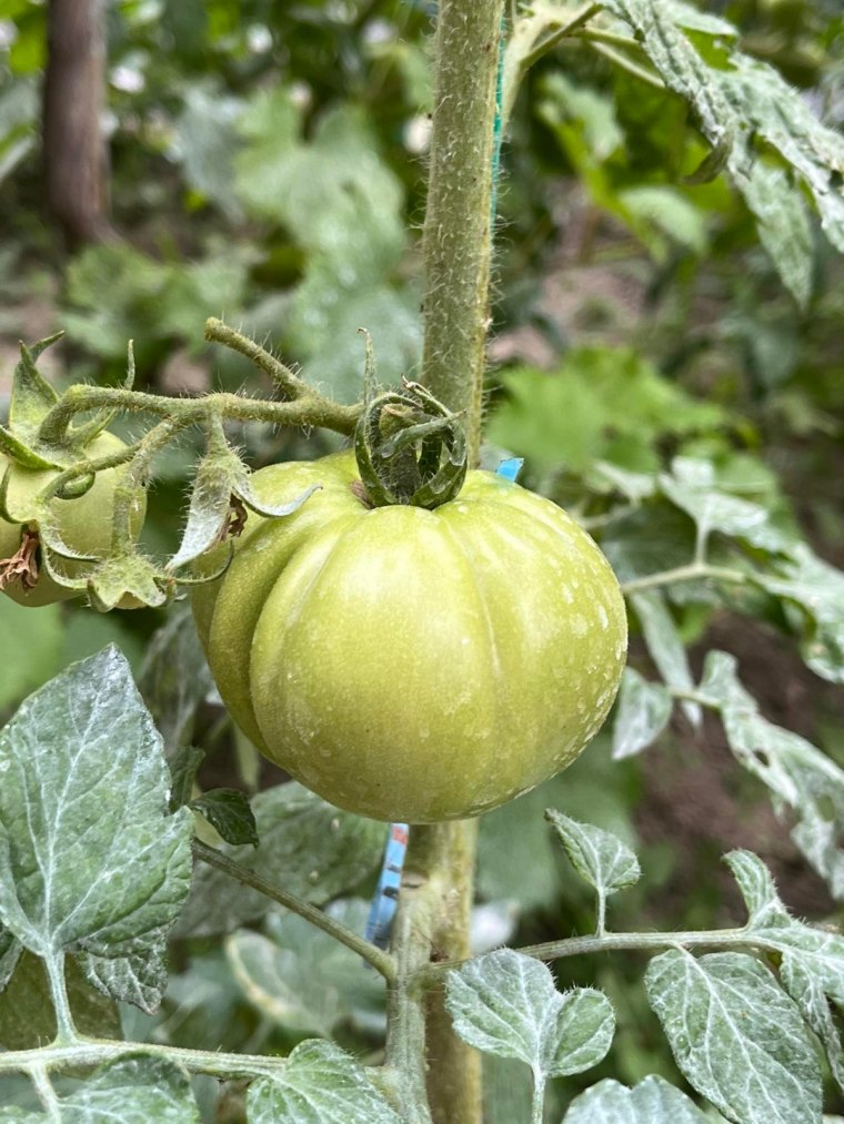 comment avoir des tomates deux fois plus grosses