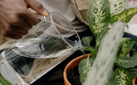 comment baisser le ph de l eau d arrosage naturellement