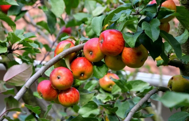 comment bien tailler les arbres fruitiers en juillet pommes rouges sur une branche