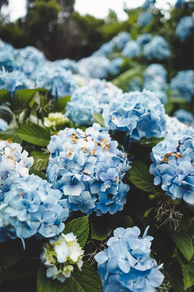 comment bleuir les hortensias guide prarique baisser le ph du sol