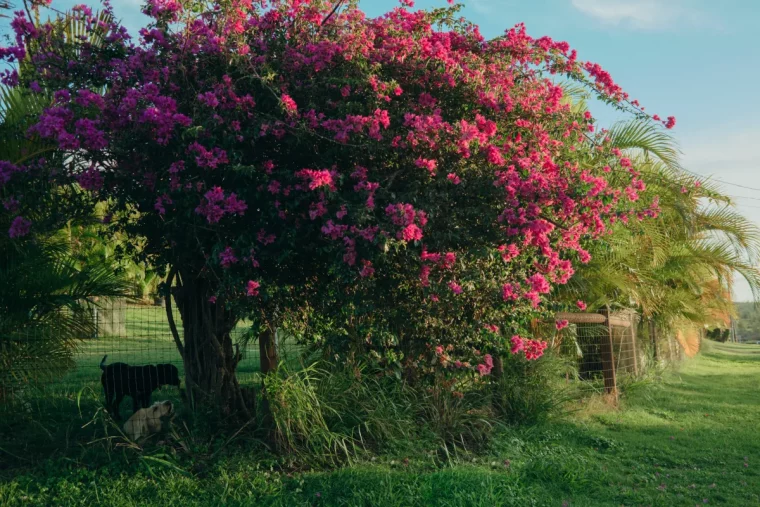 comment booster la floraison du bougainvillier astuces de grand mere engrais