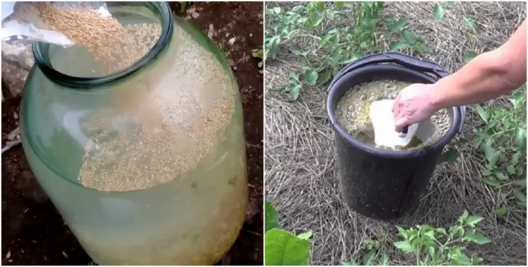 comment booster les concombres liquide blanc dansun seau