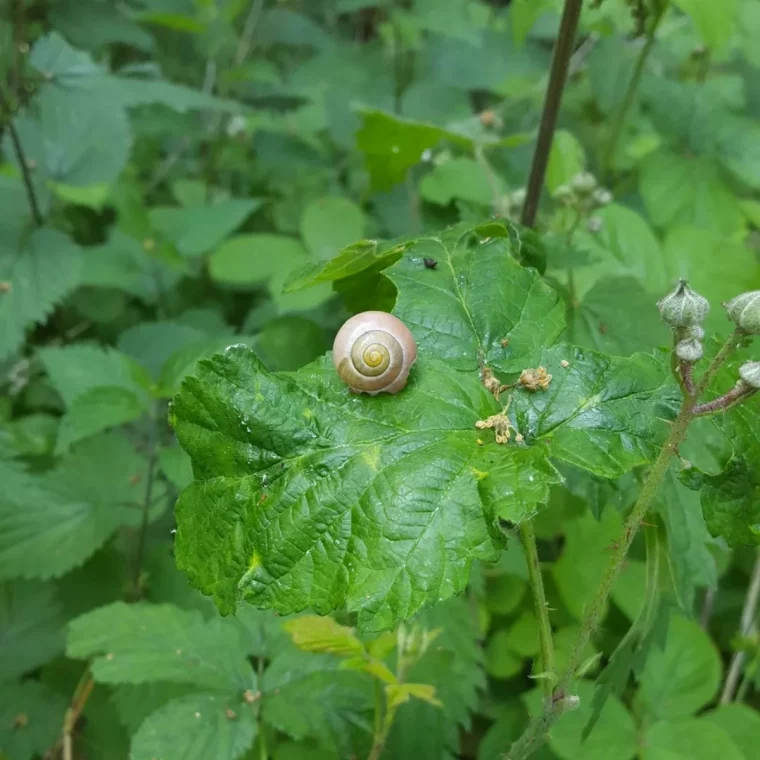 comment de debarrasser des escargots feuilles vertes