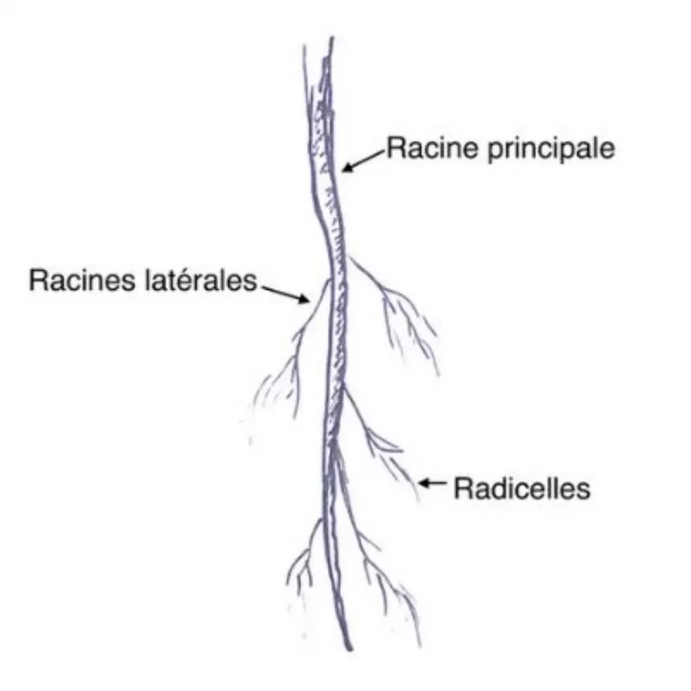 comment detruire des racines de roses tremieres on vous dit tout quid racine