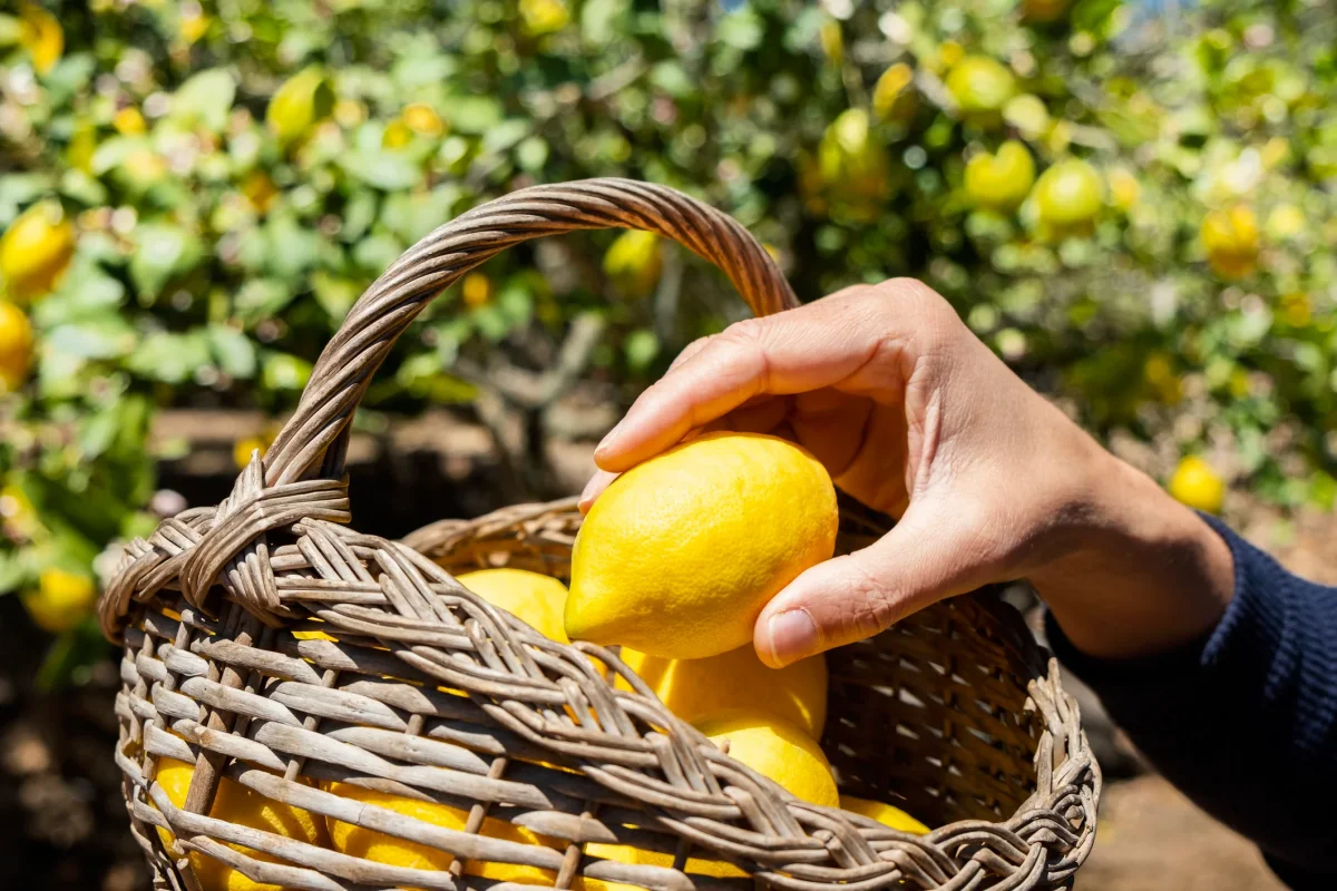 comment doubler la recolte de citrons astuces