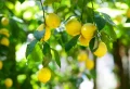 Quel est le meilleur engrais pour un citronnier et comment doubler la récolte selon les experts ?