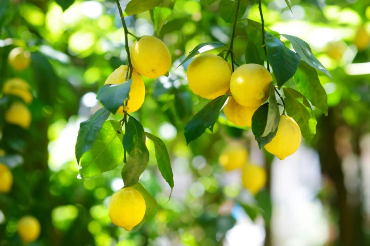 comment doubler la récolte de citrons en 2023