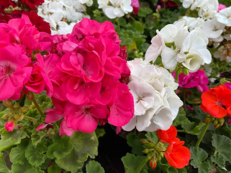 comment entretenir les geraniums et les faire fleurir abondamment