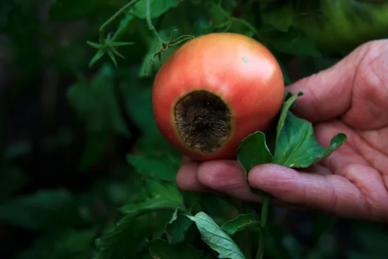 comment eviter la pourriture de l extremite des fleurs