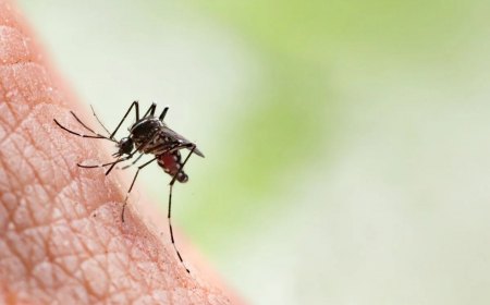 comment eviter les piqures de moustiques astuces