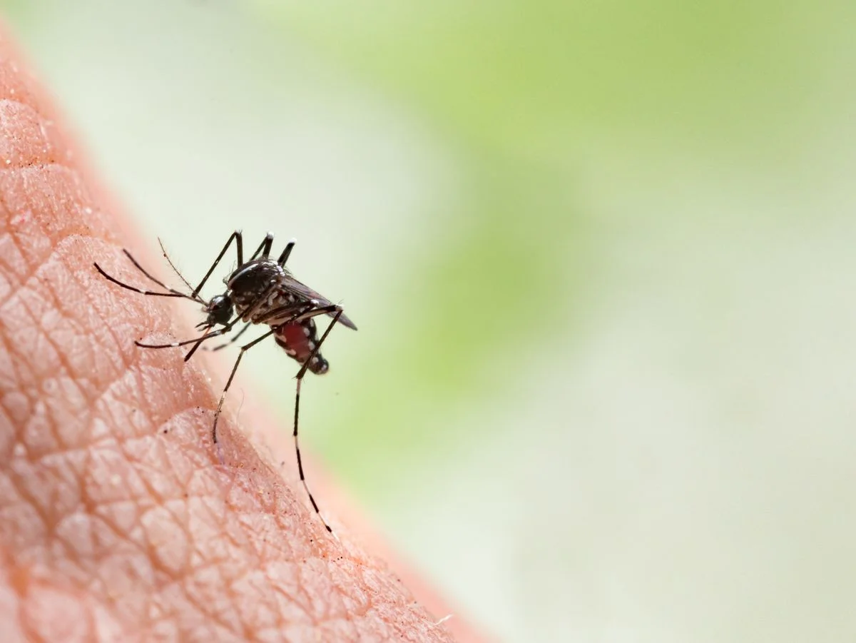 comment eviter les piqures de moustiques astuces