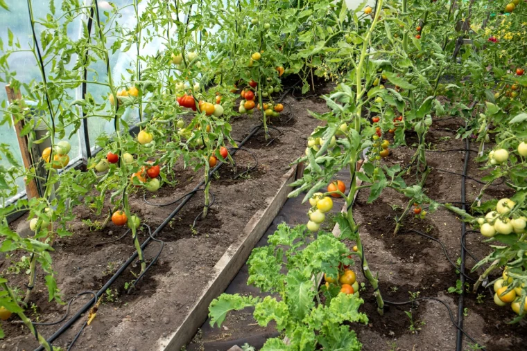 comment fabriquer un arrosage goutte a goutte tomates