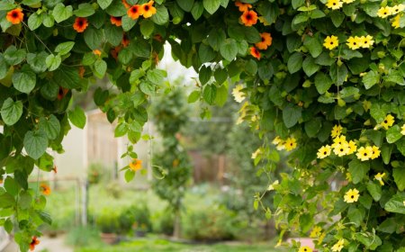 comment faire de l ombre dans un jardin sans arbres plantes vertes fleurs