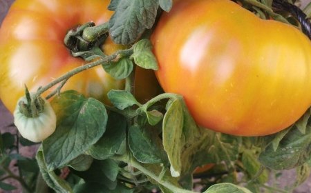 comment faire grossir les tomates naturellemnt tomates oranges