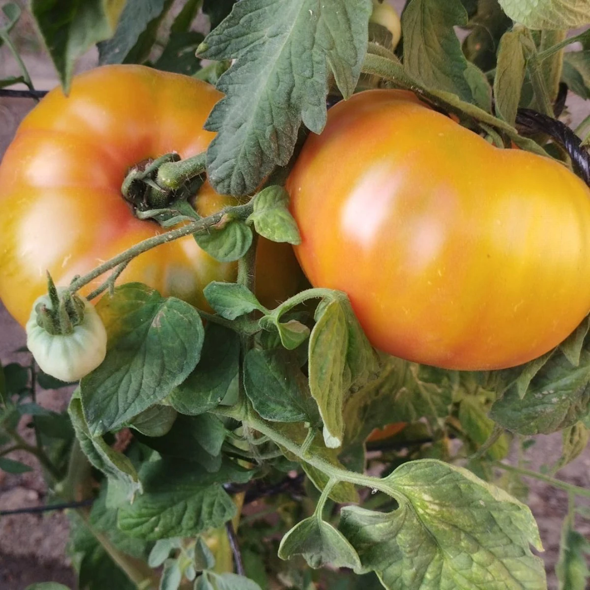 comment faire grossir les tomates naturellemnt tomates oranges