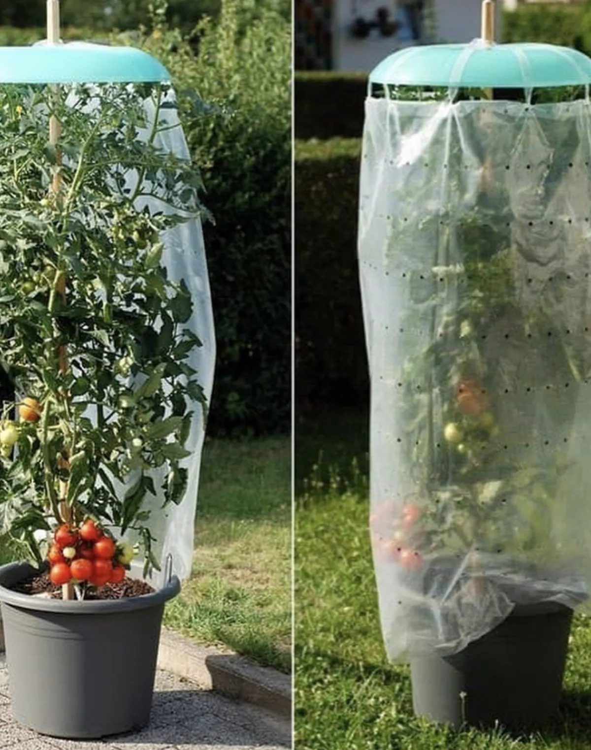 comment faire murir les tomates plus vite sur pied plastiques