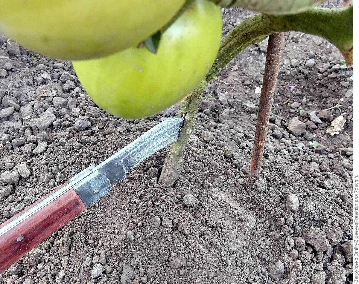 comment faire murir plus vite tomate sur pieds coupe de couteau