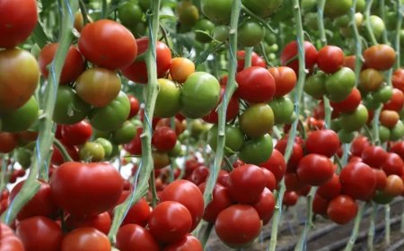 comment faire pour que les tomates murissent plus vite pieds auxtomates vertes etrouges