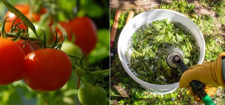 comment faire purin d ortie pour les tomates tuyau arrosage seau engrais naturel gants protection