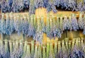 Comment faire sécher de la lavande et conserver son parfum – astuces infaillibles
