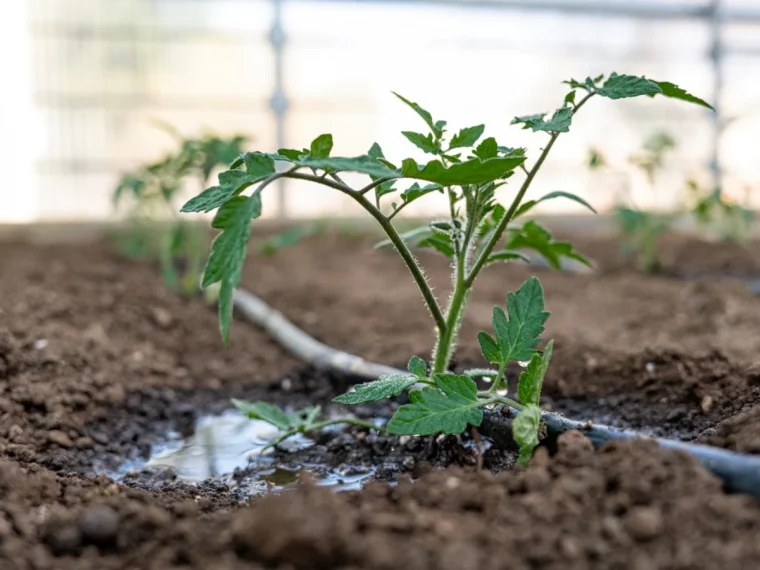 comment faire un arrosage en profondeur pour les tomates