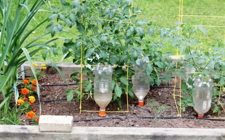 comment faire un goutte a goutte pour arroser les tomates