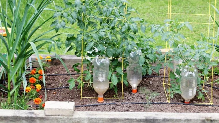 comment faire un goutte a goutte pour arroser les tomates