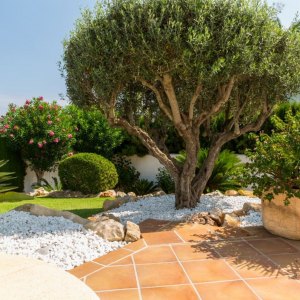 Aménagez un jardin méditerranéen sans arrosage pour faire face à la sécheresse