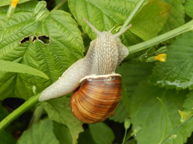 comment faire un piege a escargot feuilles vertes