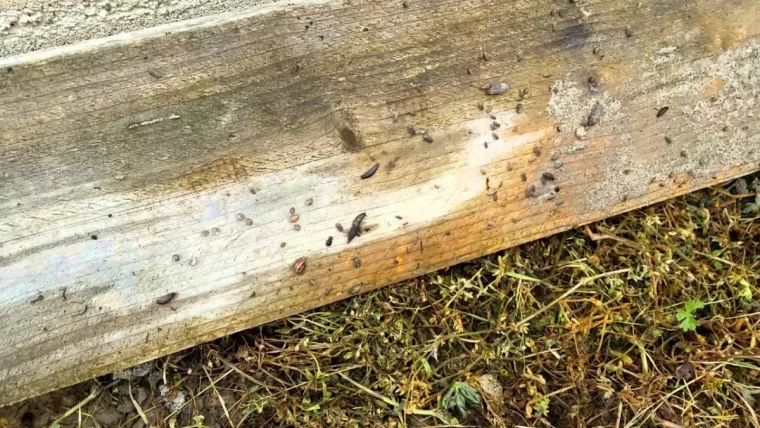 comment faire un piege a escargots avec une planche en bois