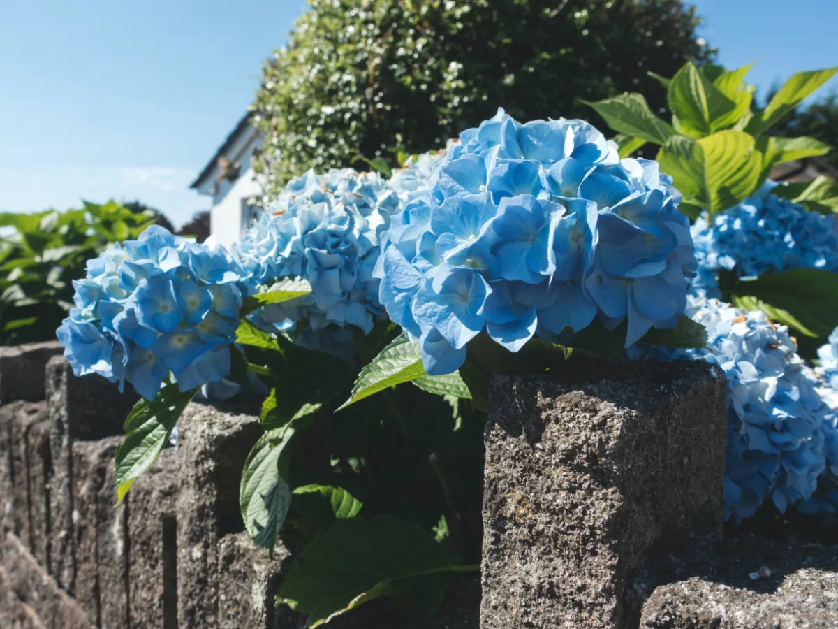 comment garder un hortensia bleu guide idée sol acide riche