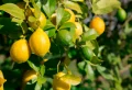 Quel est le meilleur engrais pour un citronnier et comment doubler la récolte selon les experts ?