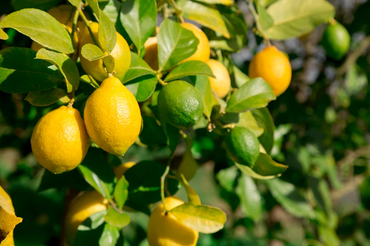 comment obtenir une bonne recolte de citrons