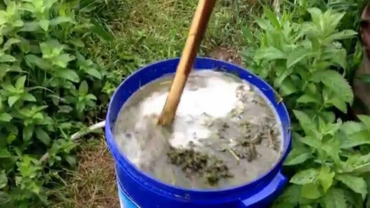 comment poussent les concombres