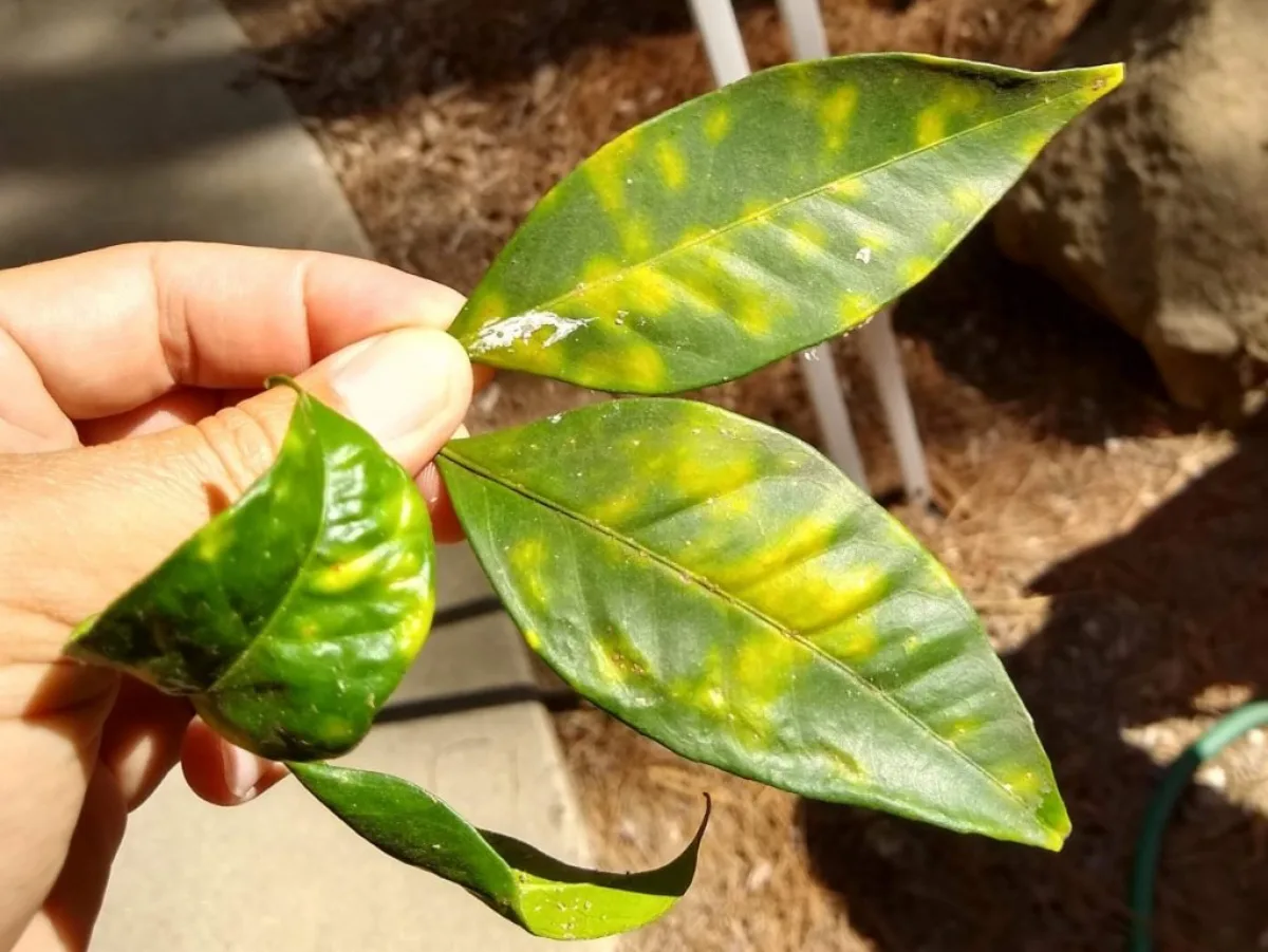 comment reconnaitee la défficience de nutriments chez les citrons feuilles jaunes