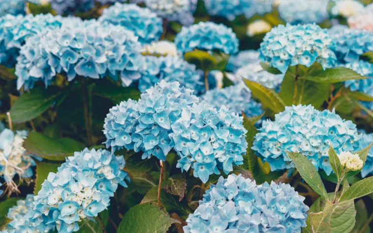 comment rendre le sol acide pour avoir des hortensias bleus