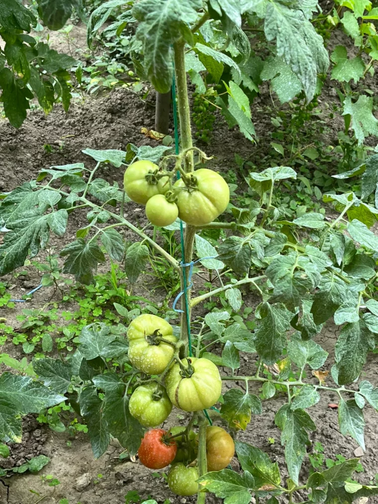 comment s occuper des tomates en juillet
