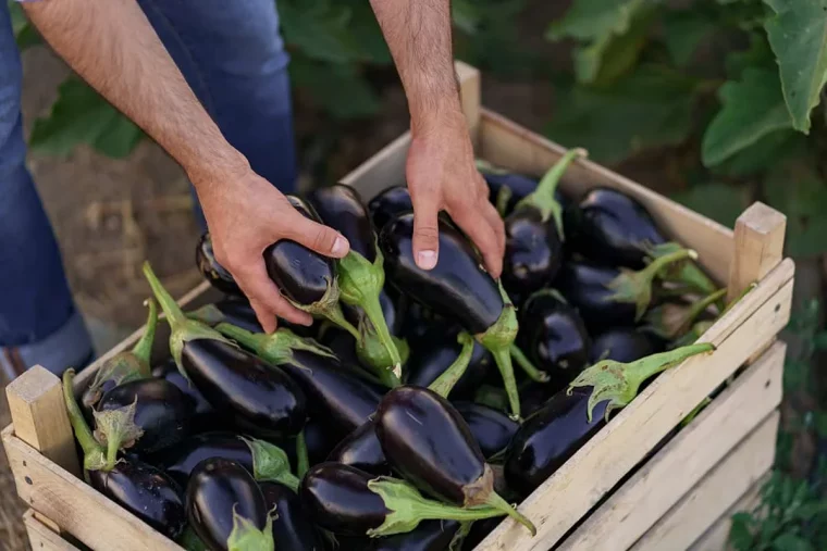 comment savoir si une aubergine est toujours bonne