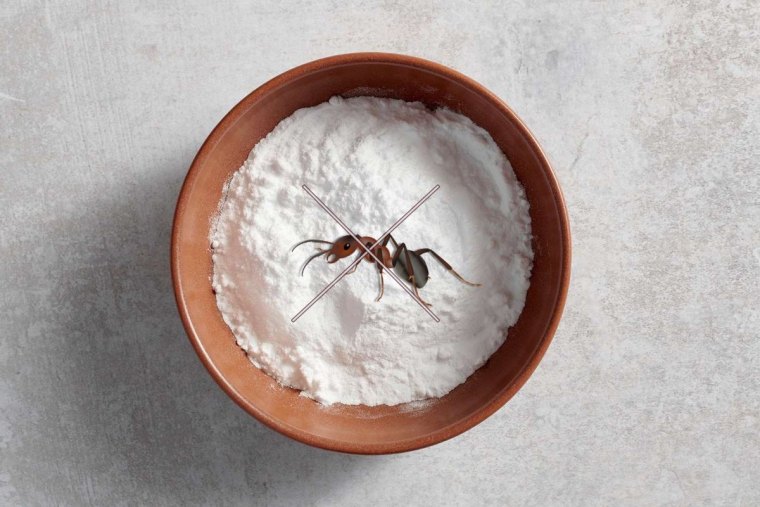 comment se debarrasser des fourmis avec du bicarbonate de soude bol poudre blanche surface beton