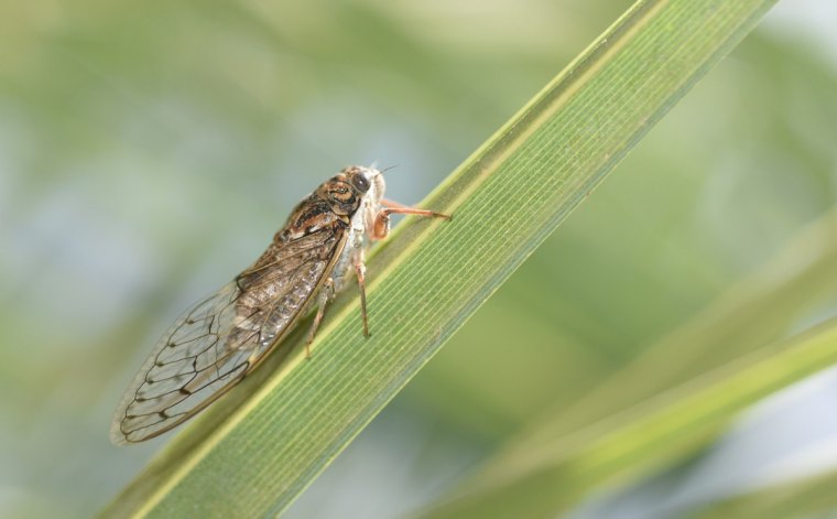 comment se débarasser des cigales insectes feuilles vertes plante invasion