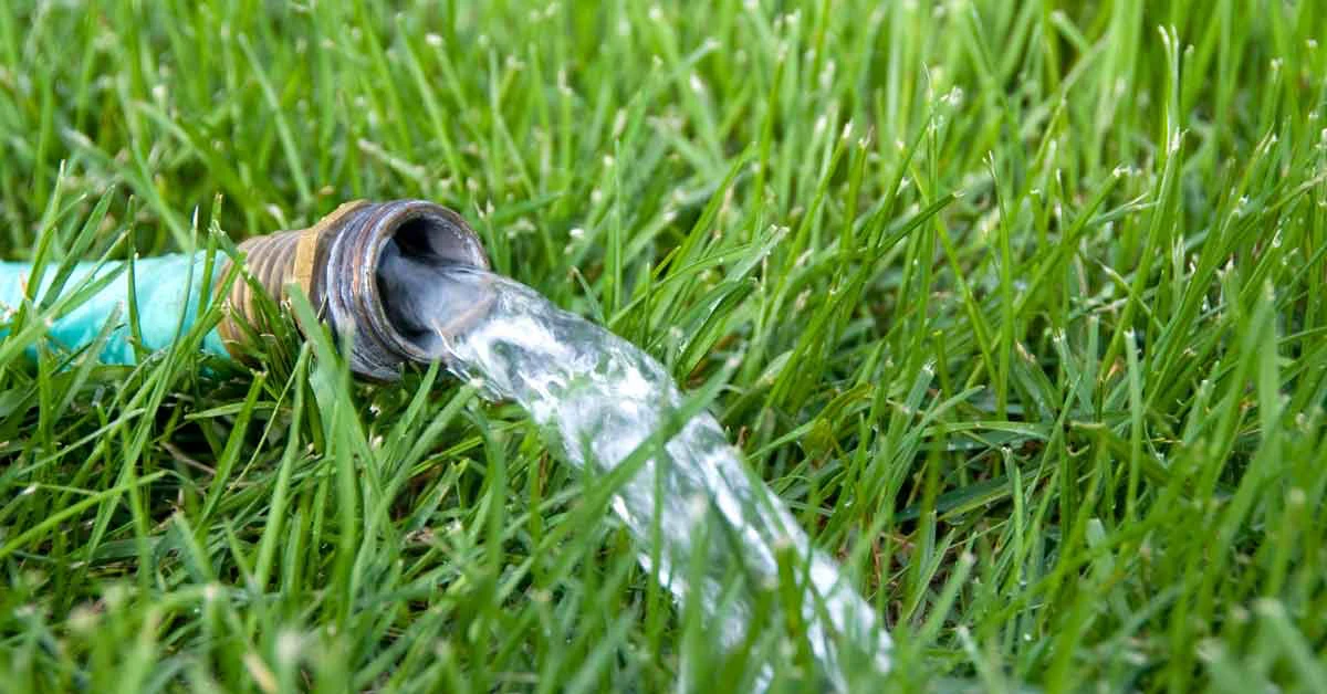 comment semer du gazon en juillet tuyau d eau herbe verte