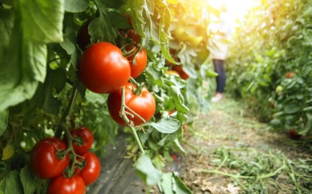 comment soigner les plants de tomates en juillet
