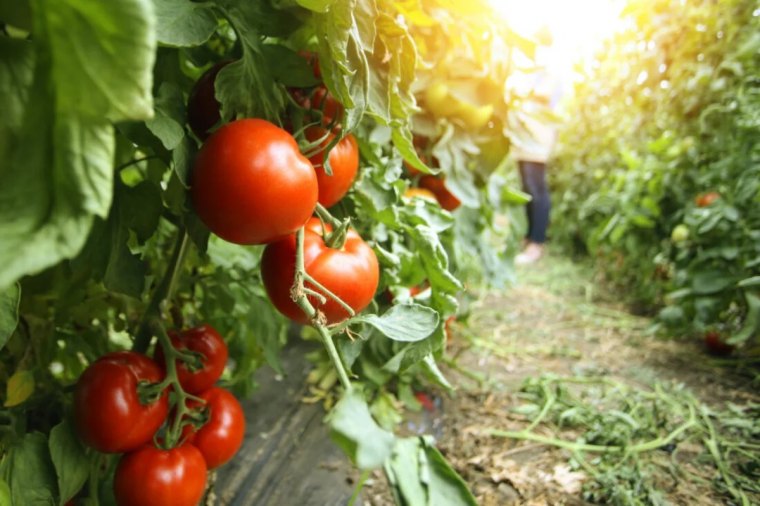 comment soigner les plants de tomates en juillet