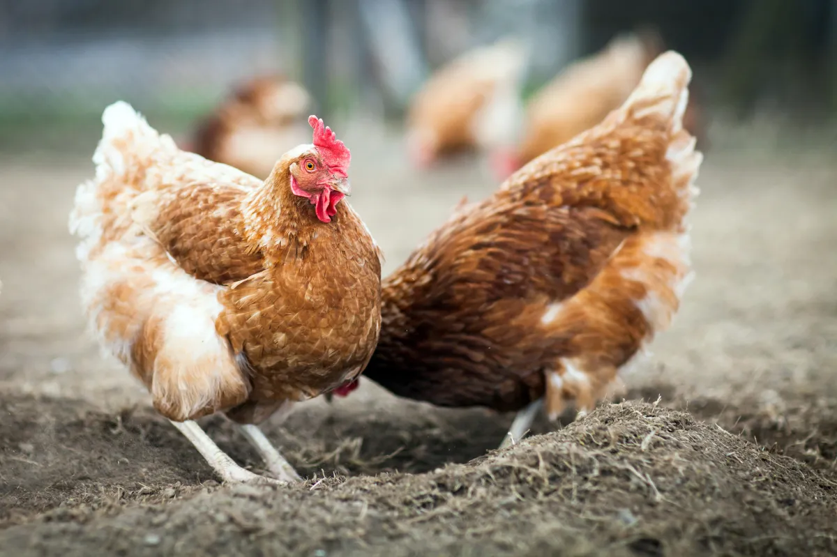 comment soigner les poules naturellement jeune femme nourrit poulesrouges