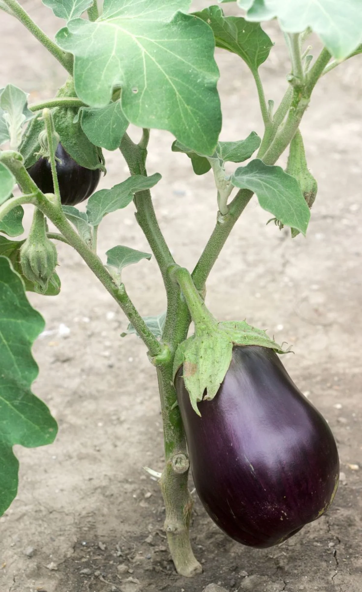 comment stimuler la fructification des aubergines