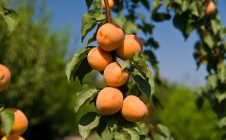 comment tailler les abricots en ete fruits