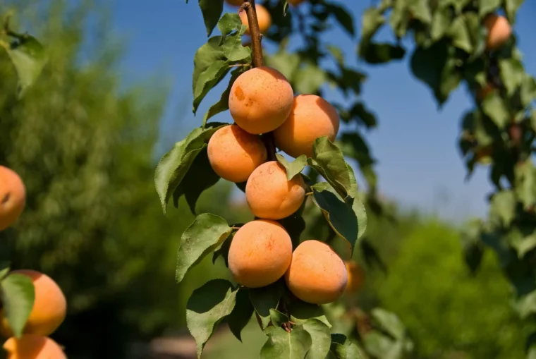 comment tailler les abricots en ete fruits