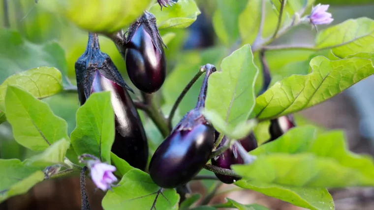 comment tailler les aubergines pour une recolte abondante