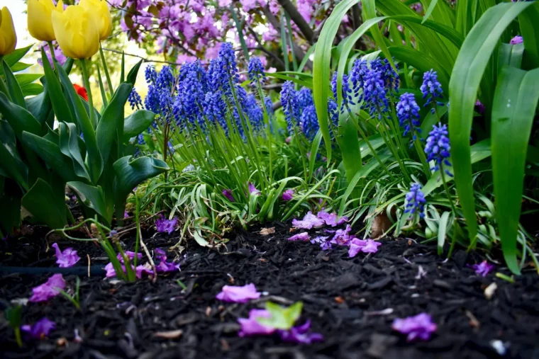 compost pour paillis de jardin retenir l humidité économiser de l eau